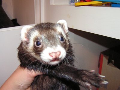 ./2005/Ferrets/thumbFerrets